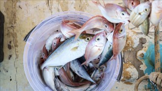 Mersin'de "Akkuyu Olta Balıkçılığı Yarışması" düzenlendi