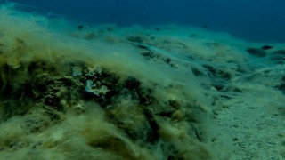 Mersin'de müsilaja karşı çalışma