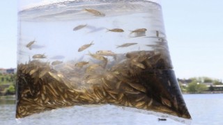 Mogan Gölü'ne 100 bin sazan yavrusu bırakıldı