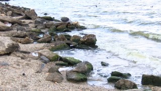 Müsilajdan daha tehlikeli: Atık yağlar