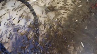 Siirt'te su kaynaklarına 1 milyon 485 bin balık yavrusu bırakıldı