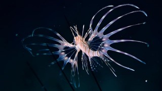 Sualtı Görüntüleme Türkiye Şampiyonası ile Video Federasyon Kupası'nda kazananlar belirlendi