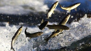 Trolle yasa dışı balık avlayan 4 kişiye 30 bin 548 lira ceza verildi