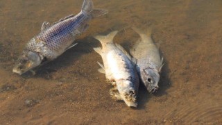 Van'da artan balık ölümleri inceleniyor