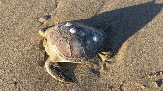 Alanya'da 4 caretta caretta ölüsü kıyıya vurdu