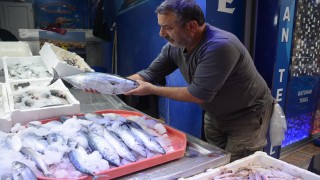 Boy sınırı altında avlanan palamut bu yıl az