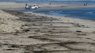 California'da petrol sızıntısı deniz yaşamını tehdit ediyor