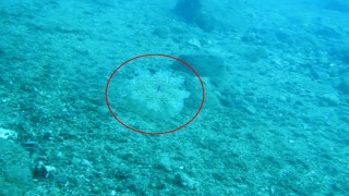 Denize girenlere elektrik gibi çarpan 'denizanası' uyarısı