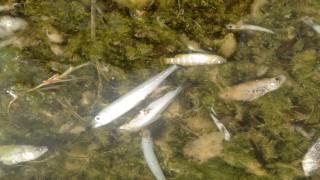 Göllerde 'çürüme' felaketi