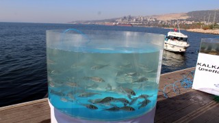 İzmit Körfezi'ne 6 bin levrek, çupra ve kalkan bırakıldı