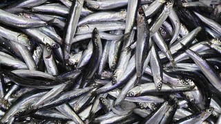 Karadeniz'de biyoaktif özelliği en yüksek balık hamsi çıktı