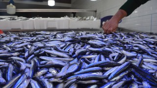 'Karadeniz’in incisi' hamsi tezgahta yerini aldı; kilosu 25 lira