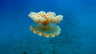 Kaş’ta ‘yakıcı denizanası’ tehdidi