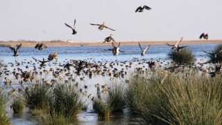 Kızılırmak Deltası Araştırma Projesi kapsamında 87 farklı yeni tür tespit edildi