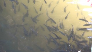 Oksijeni azalan derede balıklar su yüzeyine çıktı