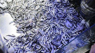 Sinop'ta hamsinin kilosu 10 liraya düştü