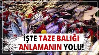 Taze Balığı Anlamanın Yolları