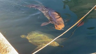 Yavru Akdeniz foku ve caretta caretta yat limanında birlikte görüntülend