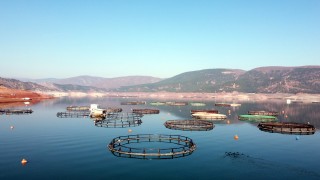 Almus'ta yılda 6 bin 660 ton alabalık ve somon üretimi