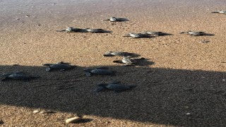 Kasımda yavru caretta sürprizi