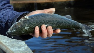 Mersin'de trolle yasa dışı balık avlayan 2 kişiye 22 bin 911 lira ceza kesildi