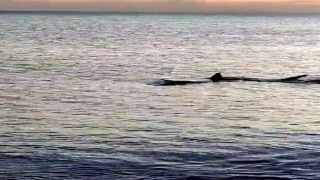 Muğla'da kıyıya 3 metre mesafede köpek balıkları görüntülendi