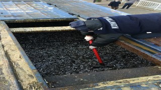 Rize'de yasal boy sınırı altındaki 8 ton 300 kilo balığa el konuldu