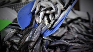 Trabzon'da hafta sonu tezgahlar hamsiyle şenlendi