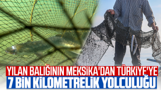 Yılan balığının Meksika'dan Türkiye'ye 7 bin kilometrelik yolculuğu
