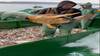 Ağlara takılan caretta caretta denize bırakıldı