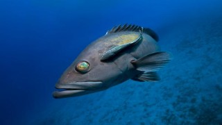 Akdeniz'de 62 türün nesli tehlike altında