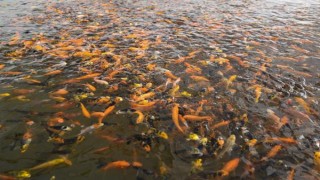 Antalya'da üretilen 1 milyon Japon balığı iç piyasada ilgi gördü