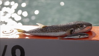 Balon balığı avcılığına yeni kurallar getirildi