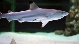 Diskotekteki köpek balığı 'hassas' tür