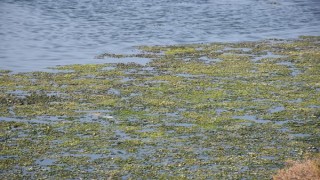 Havalar soğuldu, İzmir'de deniz marulu yok oldu