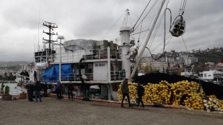 Karadeniz'de boy sınırı altında hamsi avı tehlikesi