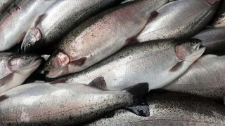 Malatya'da yetiştirilen somon balıkları Avrupa ülkeleri ve Rusya'ya ihraç ediliyor