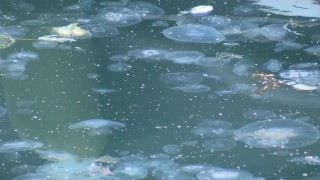 Marmara'da balıkçılığa müsilajın ardından denizanası tehtidi