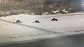 Bayburt'ta su samuru ailesinden alabalık tesisine "gece operasyonu"