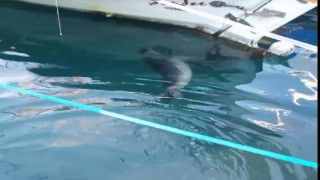 Bodrum'da Akdeniz foku görüldü