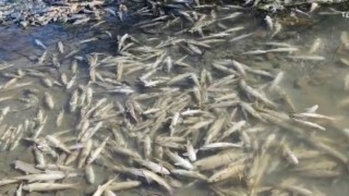 Karasu’da yüzlerce balık telef oldu