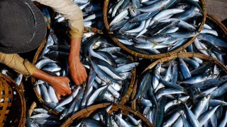 Kepez Belediyesi Balık Pazarı'ndaki dükkanları kiraya veriyor