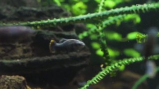 Meksika'da nesli tükendiği sanılan balık türü doğaya yeniden kazandırıldı