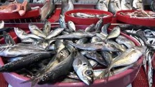 Tekirdağ'da balık fiyatları lodosla yükseldi