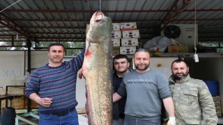 Adana'da rekor yayın balığı avı