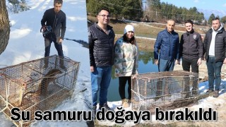 Hırsız Su Samuru Yakalandı