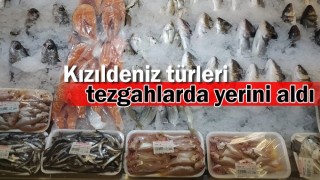 Kızıldeniz türleri tezgahlarda yerini aldı
