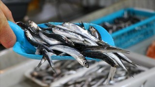 Sinop'ta avlanan az miktardaki hamsi kilogramı 50 liradan satılıyor
