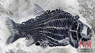 Çin'de 430 milyon yıllık balık fosili bulundu