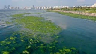 Deniz yosunu, İzmir Körfezi'nde yeniden yayılıyor